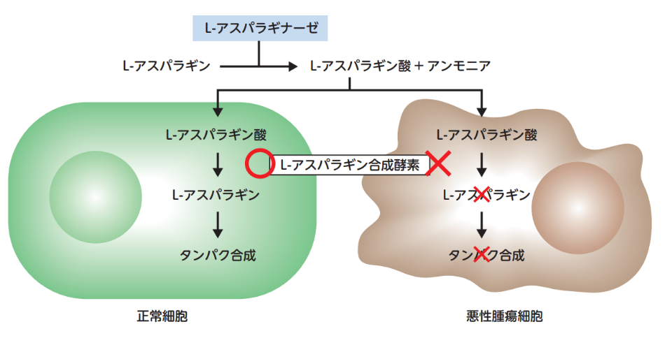 画像:L-アスパラギナーゼの抗腫瘍作用